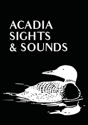 Acadia Sights & Sounds
