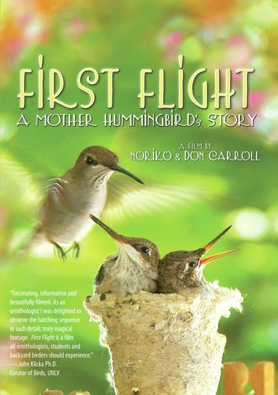First Flight - A Mother Hummingbird's Story