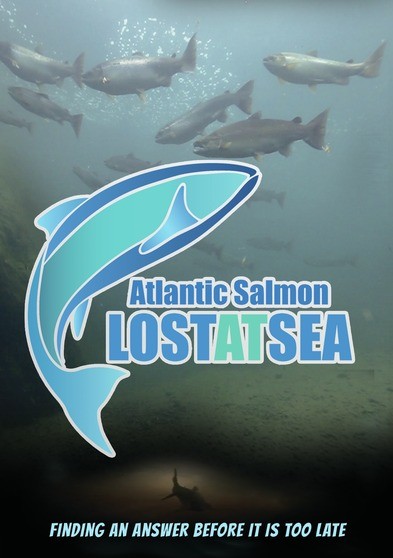 ATLANTIC SALMON - Lost at Sea