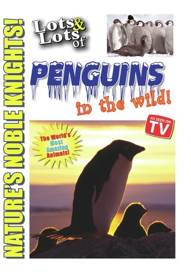 Lots & Lots of Penguin in the Wild - Nature's Noble Knights